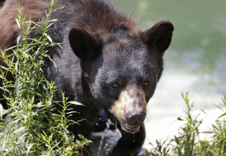 With bears on the rise, states hope to limit conflicts